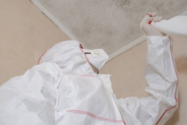 Best Insurance-Related Mold Remediation in Burnham, IL