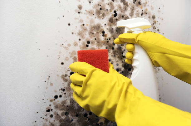 Trusted Burnham, IL Mold Remediation Experts