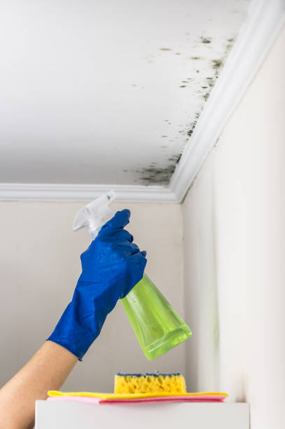 Best Localized Mold Remediation (e.g., coastal areas, humid climates) in Burnham, IL