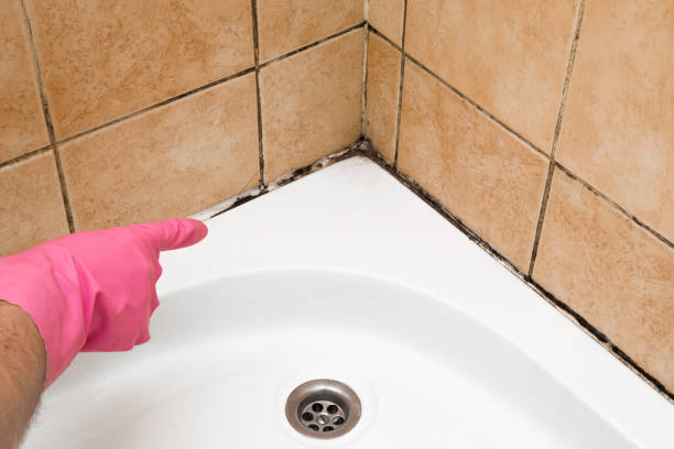 Best Residential Mold Remediation in Burnham, IL
